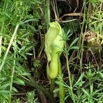 Arum hygrophilum Blodyn