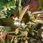 Syzygium guineense फूल