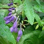 Hosta ventricosa Sonstige