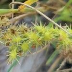 Cenchrus spinifex Fruto