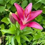 Lilium bulbiferumFlors