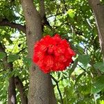 Brownea grandiceps Flower