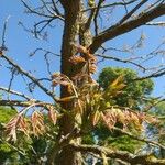 Gymnocladus dioicus Blatt