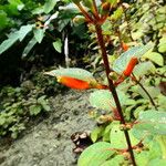 Kohleria tubiflora Habit