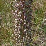 Himantoglossum hircinum Cvet