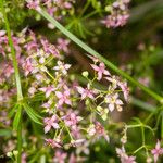 Galium rubrum Цвят