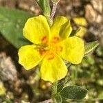 Helianthemum salicifolium Fula