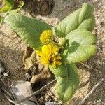 Wollastonia biflora Flower