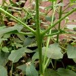 Trichodesma africanum Corteza