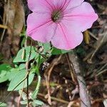 Petunia integrifolia ᱵᱟᱦᱟ