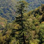 Pseudotsuga macrocarpa Yeri