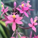 Epidendrum secundum Flor