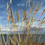 Agropyron cristatum Folio