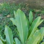 Chloroluma gonocarpa List