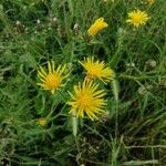 Crepis biennisফুল