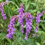 Vicia tenuifoliaBlüte