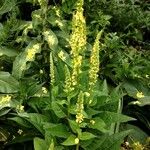 Verbascum nigrum Tervik taim