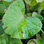 Petasites pyrenaicus Blatt