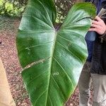 Philodendron erubescensFolio