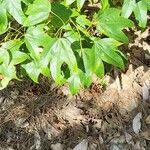 Acer calcaratum List