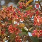 Combretum kraussii Çiçek