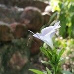 Asystasia gangetica Blomst