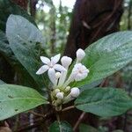 Psychotria pancheri Blüte