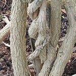 Jasminum grandiflorum Corteza