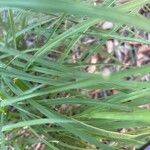 Eragrostis curvula 葉