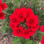 Verbena x hybrida Blüte