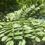 Cordyla africana Leaf