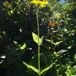 Arnica latifolia Habit