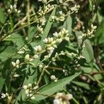 Persicaria punctata 花