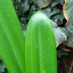 Agapanthus spp. Blad