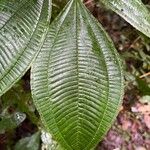 Miconia calvescensBlad