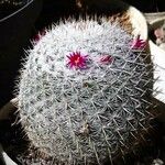 Mammillaria haageana Foglia