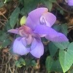 Vigna speciosa Flower