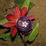 Passiflora gabrielliana Flower