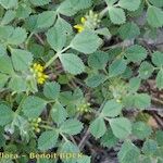 Medicago monspeliaca Habit