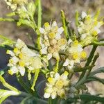 Pseudognaphalium gaudichaudianum Flower