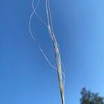 Stipa capillata Leaf