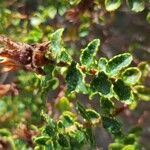 Hypericum balearicum Hoja