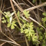 Fumaria bastardii Leaf