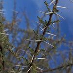 Acacia tortilis Hoja