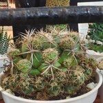 Coryphantha elephantidens Ліст