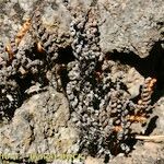 Cosentinia vellea Libunga