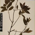 Eurya cerasifolia 其他