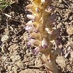 Orobanche cernua Hábito