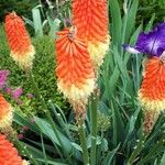 Kniphofia × praecox फूल