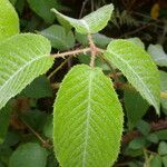 Rubus adenotrichos List